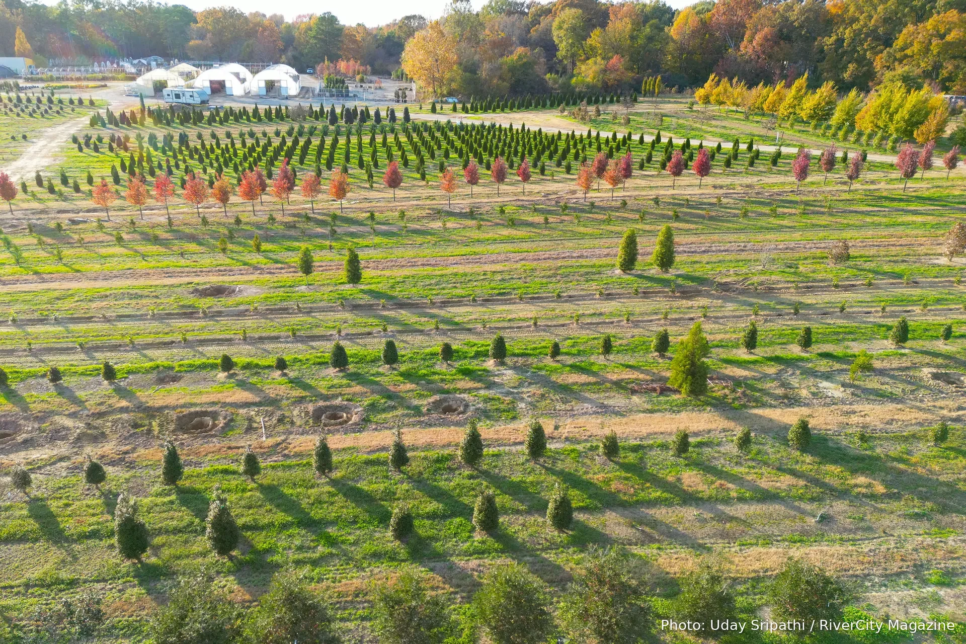 The Dabney Nursery's growing fields from the air, greenhouses at the treeline